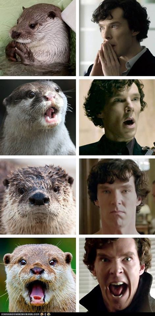 Illustration for article titled Cumberbatch Otter?